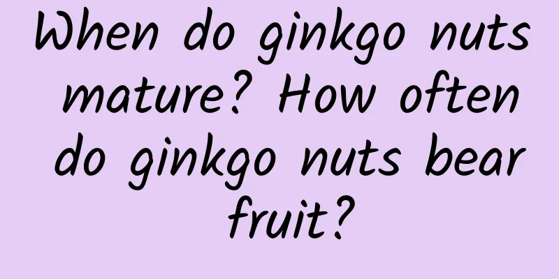 When do ginkgo nuts mature? How often do ginkgo nuts bear fruit?