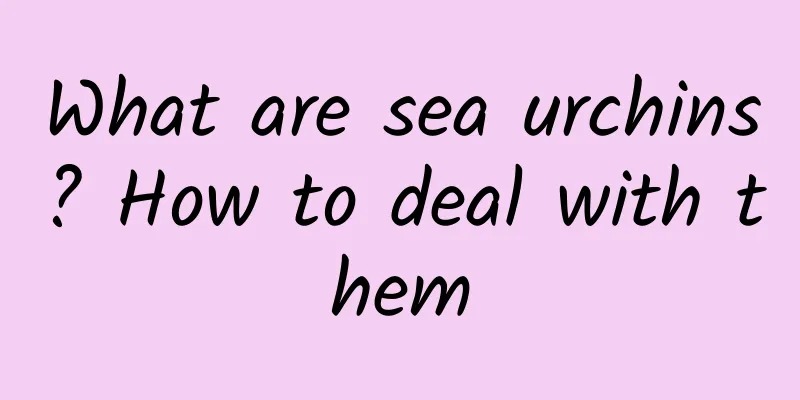 What are sea urchins? How to deal with them