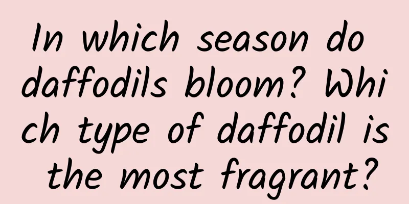 In which season do daffodils bloom? Which type of daffodil is the most fragrant?