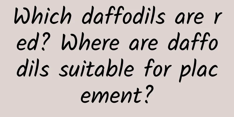 Which daffodils are red? Where are daffodils suitable for placement?
