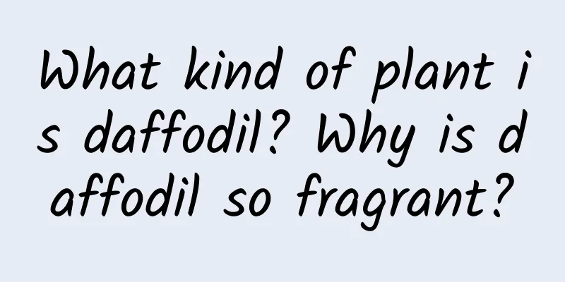 What kind of plant is daffodil? Why is daffodil so fragrant?
