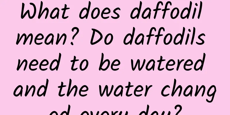 What does daffodil mean? Do daffodils need to be watered and the water changed every day?