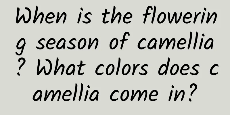 When is the flowering season of camellia? What colors does camellia come in?
