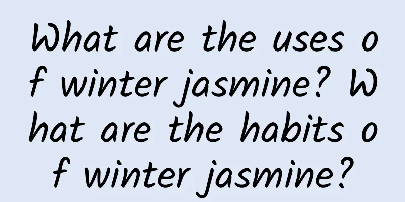 What are the uses of winter jasmine? What are the habits of winter jasmine?