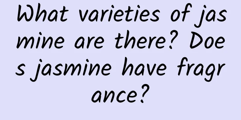 What varieties of jasmine are there? Does jasmine have fragrance?