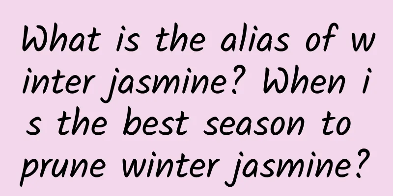 What is the alias of winter jasmine? When is the best season to prune winter jasmine?
