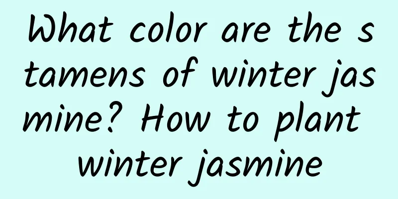 What color are the stamens of winter jasmine? How to plant winter jasmine