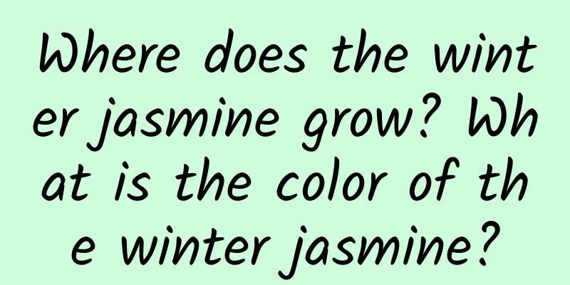 Where does the winter jasmine grow? What is the color of the winter jasmine?