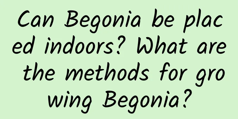 Can Begonia be placed indoors? What are the methods for growing Begonia?