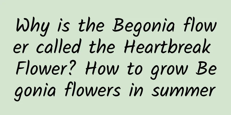 Why is the Begonia flower called the Heartbreak Flower? How to grow Begonia flowers in summer