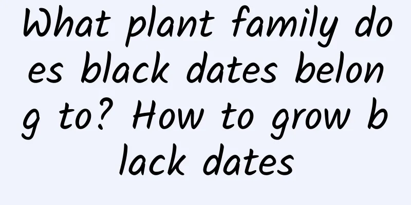 What plant family does black dates belong to? How to grow black dates