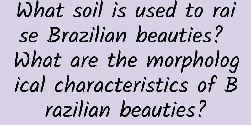 What soil is used to raise Brazilian beauties? What are the morphological characteristics of Brazilian beauties?