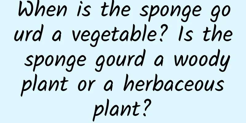 When is the sponge gourd a vegetable? Is the sponge gourd a woody plant or a herbaceous plant?