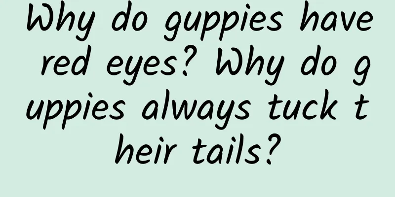 Why do guppies have red eyes? Why do guppies always tuck their tails?