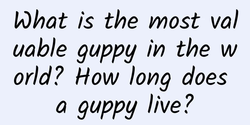 What is the most valuable guppy in the world? How long does a guppy live?