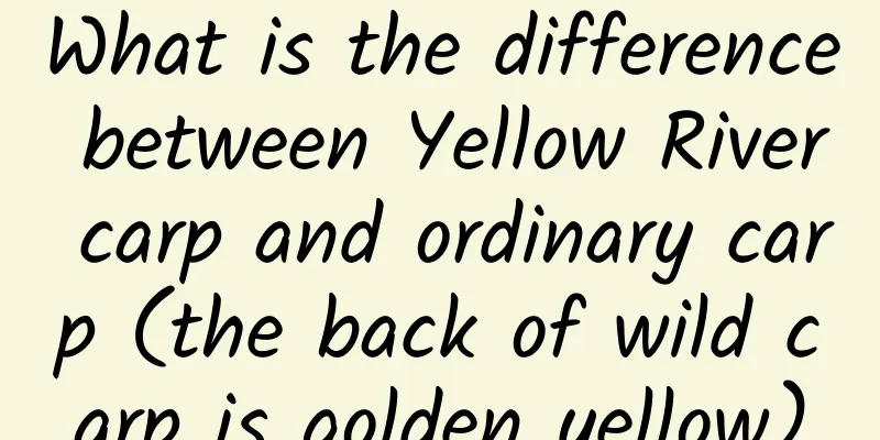 What is the difference between Yellow River carp and ordinary carp (the back of wild carp is golden yellow)