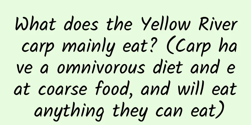 What does the Yellow River carp mainly eat? (Carp have a omnivorous diet and eat coarse food, and will eat anything they can eat)