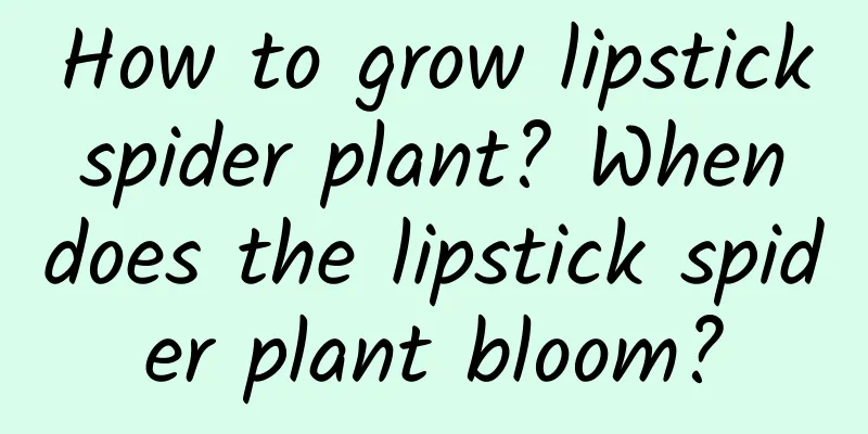 How to grow lipstick spider plant? When does the lipstick spider plant bloom?