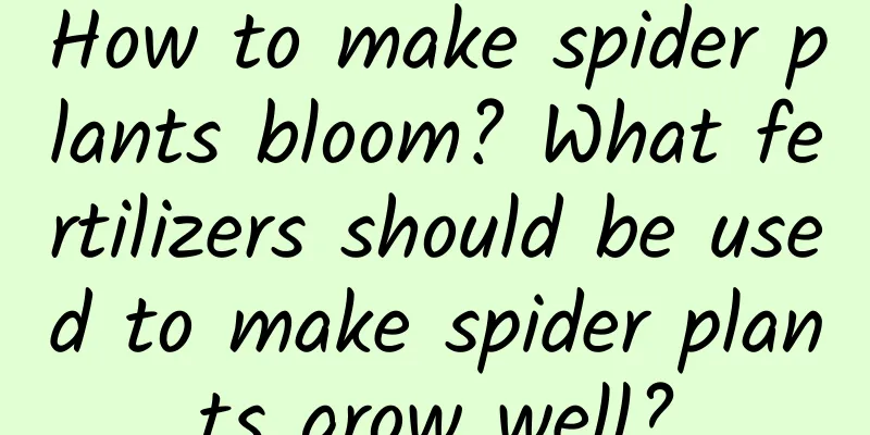 How to make spider plants bloom? What fertilizers should be used to make spider plants grow well?