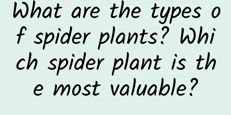 What are the types of spider plants? Which spider plant is the most valuable?