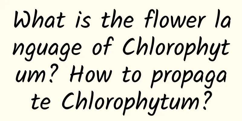 What is the flower language of Chlorophytum? How to propagate Chlorophytum?