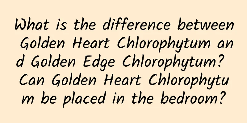What is the difference between Golden Heart Chlorophytum and Golden Edge Chlorophytum? Can Golden Heart Chlorophytum be placed in the bedroom?