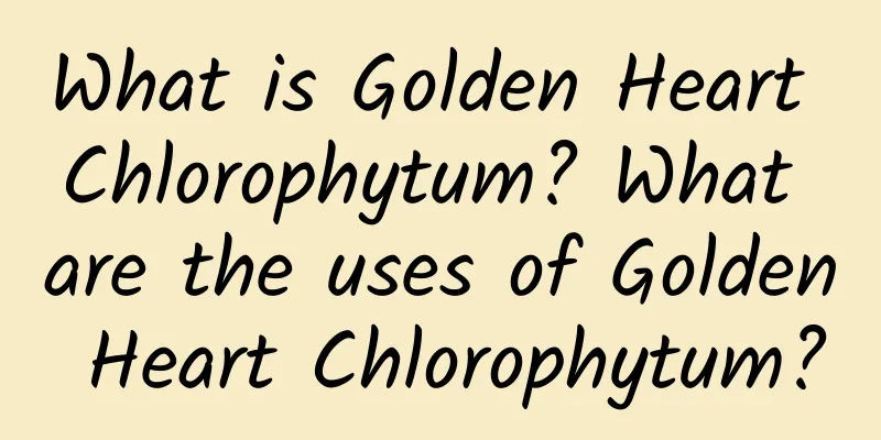 What is Golden Heart Chlorophytum? What are the uses of Golden Heart Chlorophytum?