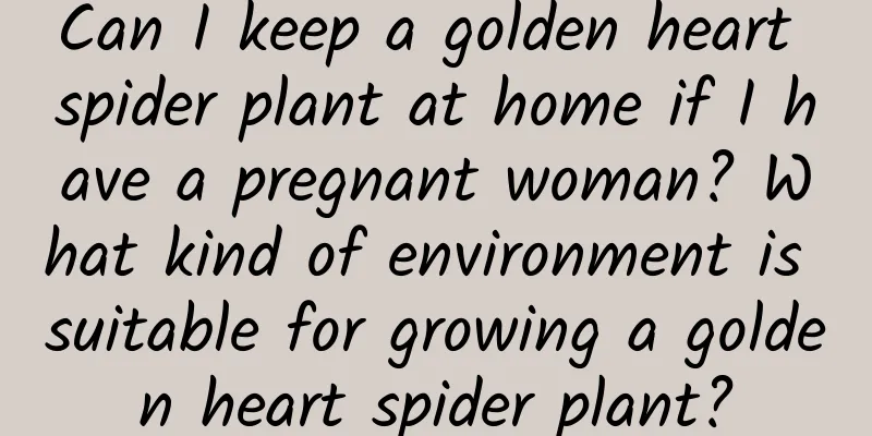 Can I keep a golden heart spider plant at home if I have a pregnant woman? What kind of environment is suitable for growing a golden heart spider plant?