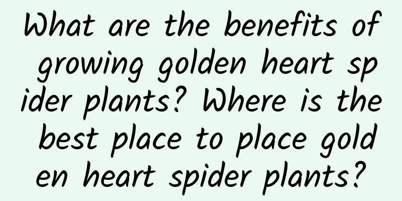 What are the benefits of growing golden heart spider plants? Where is the best place to place golden heart spider plants?