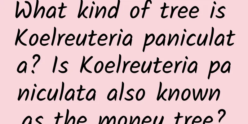 What kind of tree is Koelreuteria paniculata? Is Koelreuteria paniculata also known as the money tree?