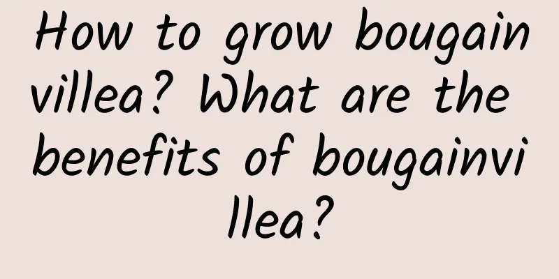 How to grow bougainvillea? What are the benefits of bougainvillea?