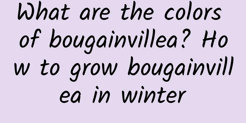 What are the colors of bougainvillea? How to grow bougainvillea in winter