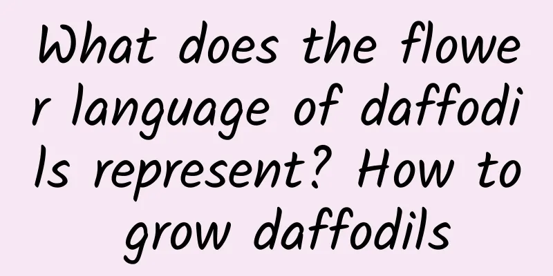 What does the flower language of daffodils represent? How to grow daffodils
