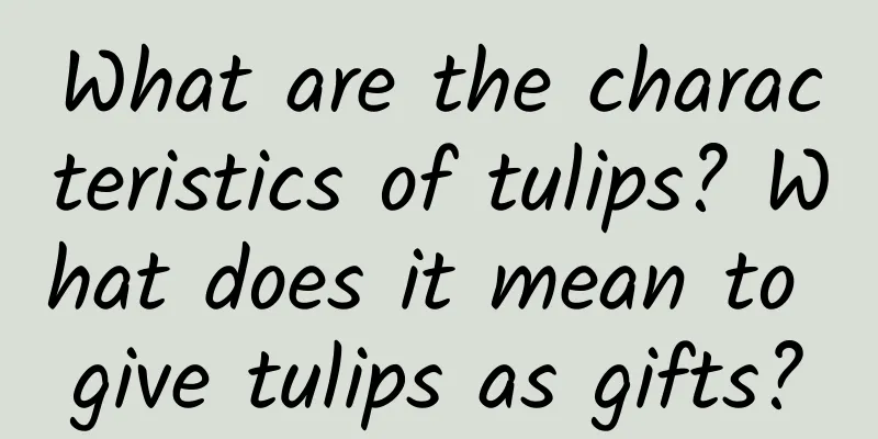 What are the characteristics of tulips? What does it mean to give tulips as gifts?