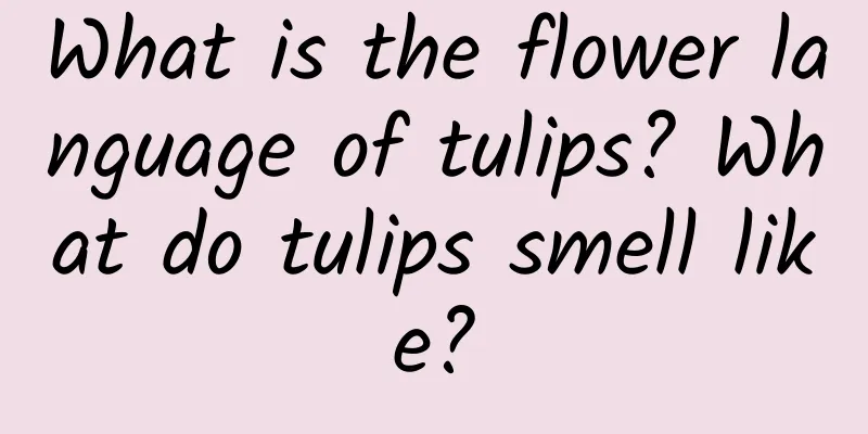 What is the flower language of tulips? What do tulips smell like?
