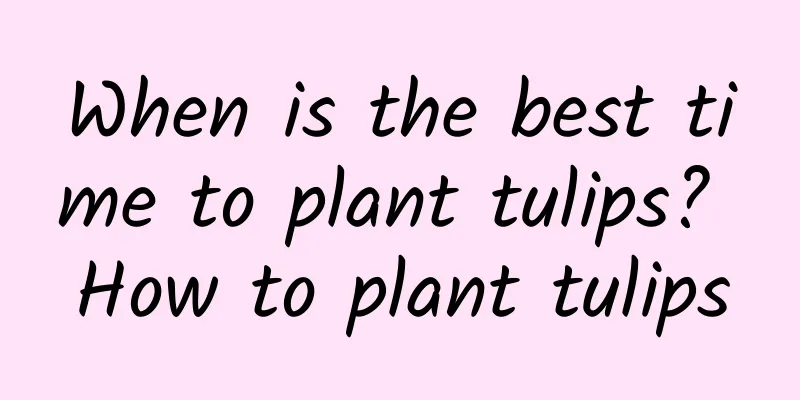 When is the best time to plant tulips? How to plant tulips