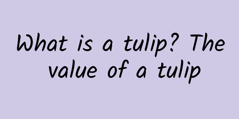 What is a tulip? The value of a tulip
