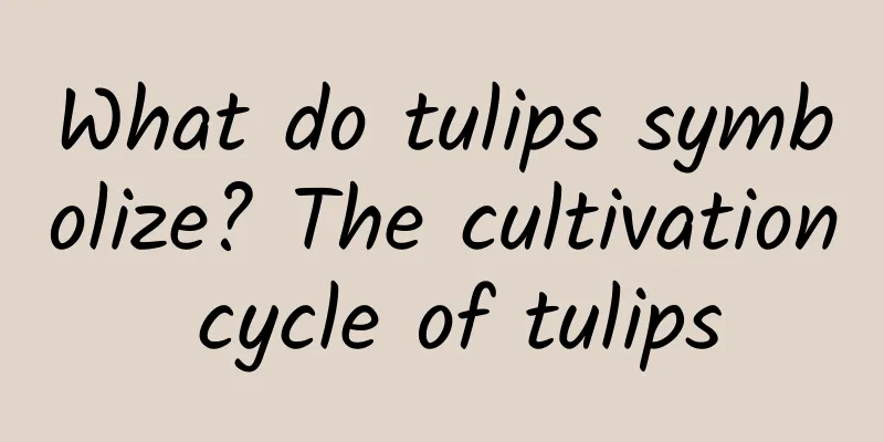 What do tulips symbolize? The cultivation cycle of tulips