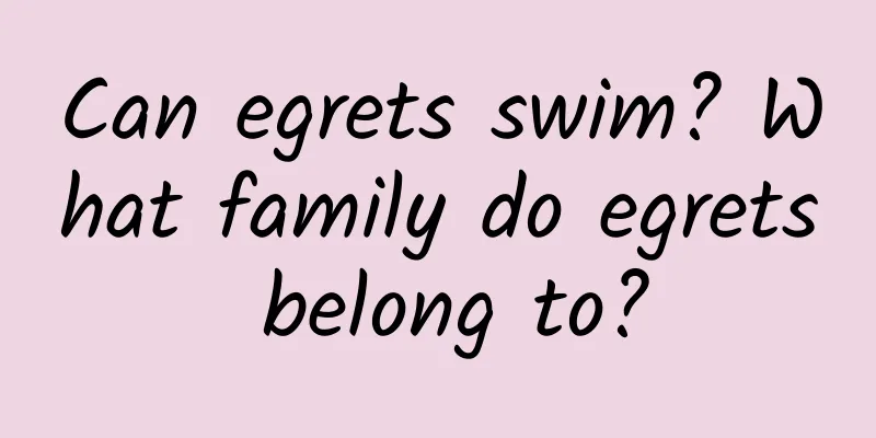 Can egrets swim? What family do egrets belong to?
