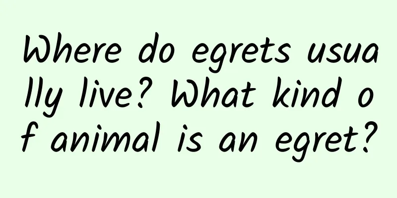 Where do egrets usually live? What kind of animal is an egret?
