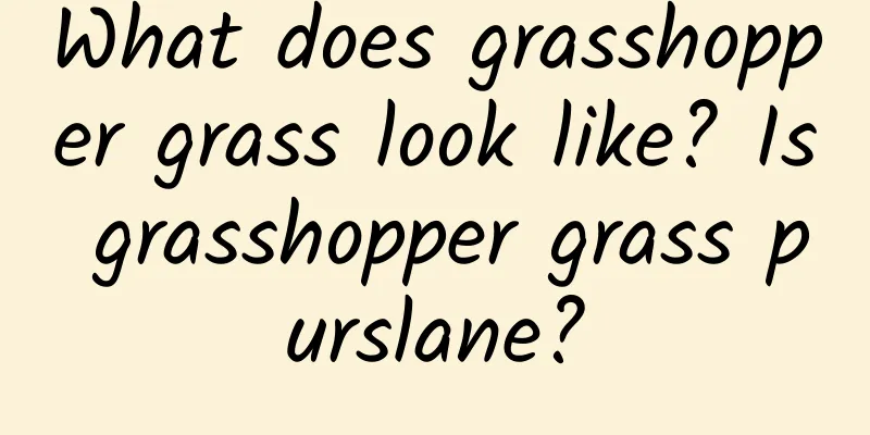 What does grasshopper grass look like? Is grasshopper grass purslane?