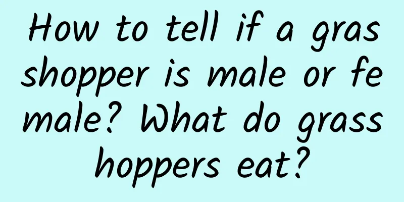 How to tell if a grasshopper is male or female? What do grasshoppers eat?