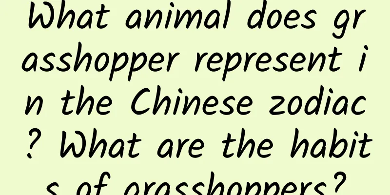 What animal does grasshopper represent in the Chinese zodiac? What are the habits of grasshoppers?