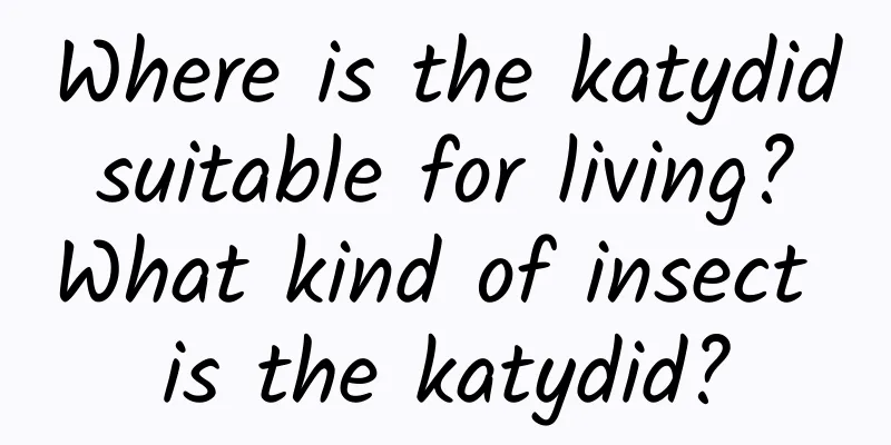 Where is the katydid suitable for living? What kind of insect is the katydid?