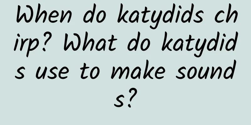 When do katydids chirp? What do katydids use to make sounds?