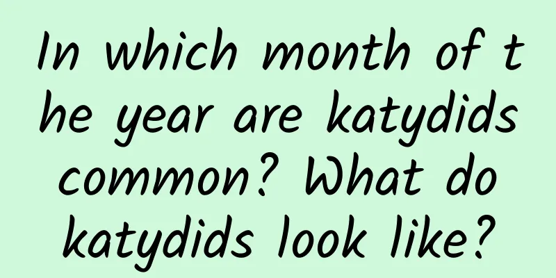 In which month of the year are katydids common? What do katydids look like?