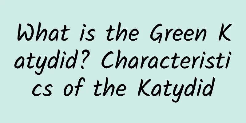 What is the Green Katydid? Characteristics of the Katydid