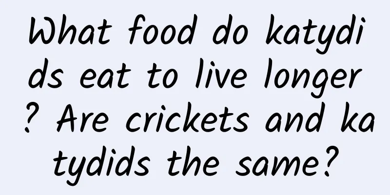What food do katydids eat to live longer? Are crickets and katydids the same?