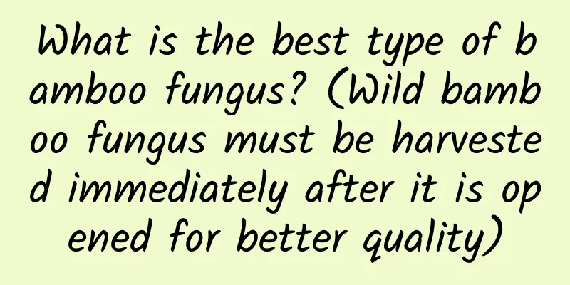 What is the best type of bamboo fungus? (Wild bamboo fungus must be harvested immediately after it is opened for better quality)