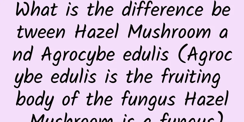 What is the difference between Hazel Mushroom and Agrocybe edulis (Agrocybe edulis is the fruiting body of the fungus Hazel Mushroom is a fungus)